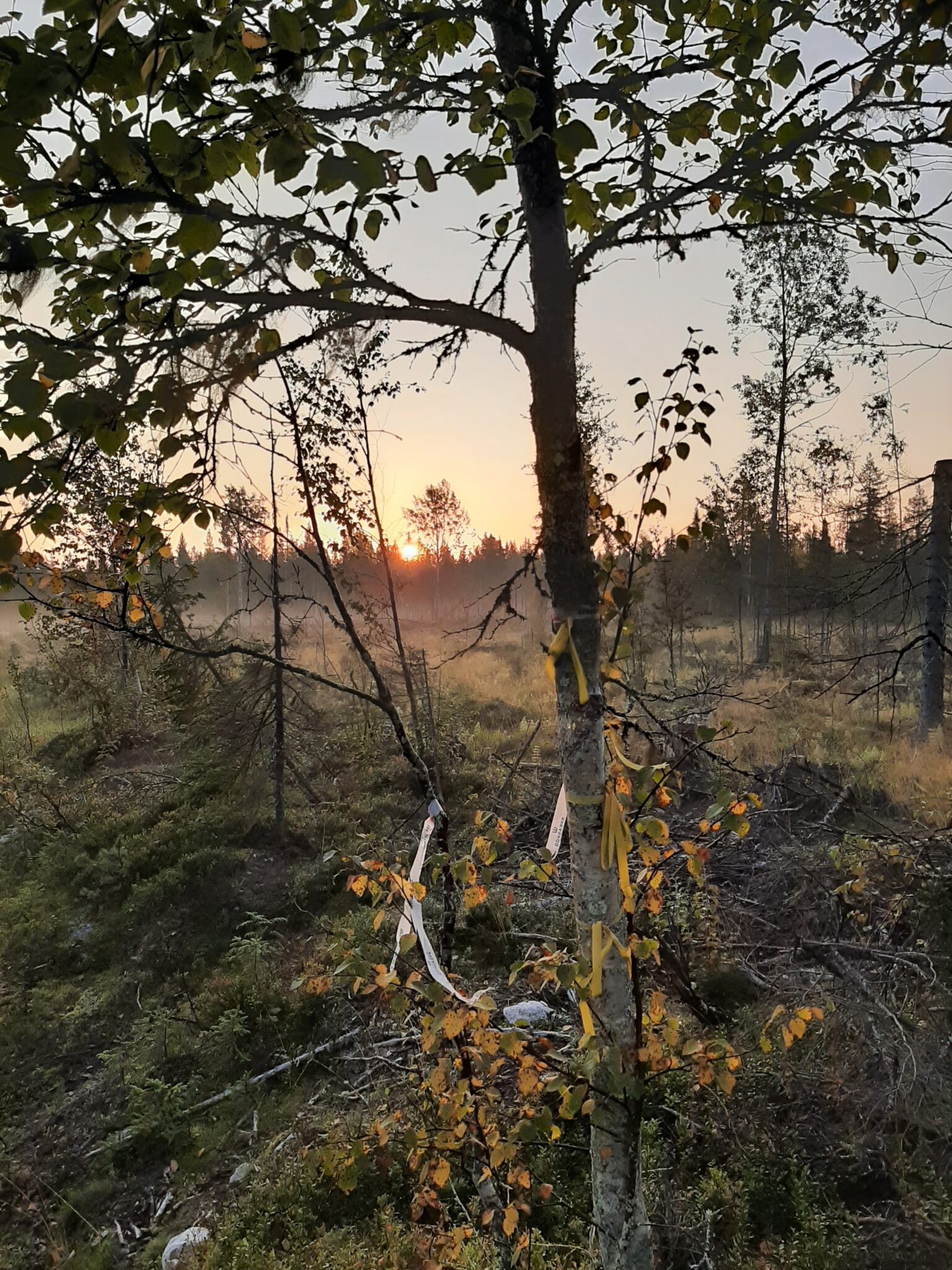 Femma, trea, träff, bom!