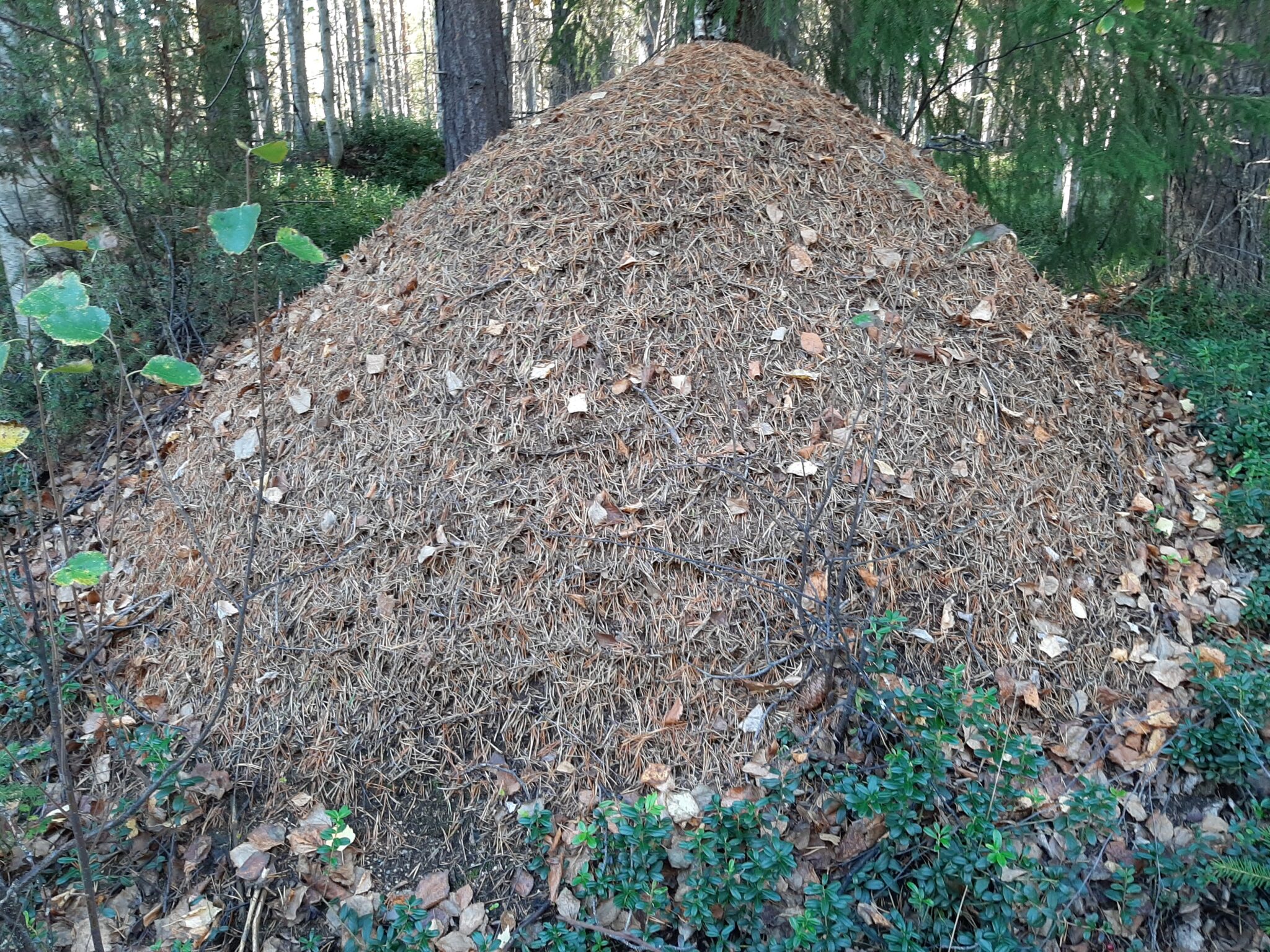 Myrornas krig